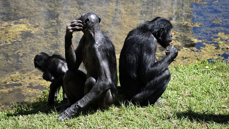 bonobo-apes-gfbf891623_1920