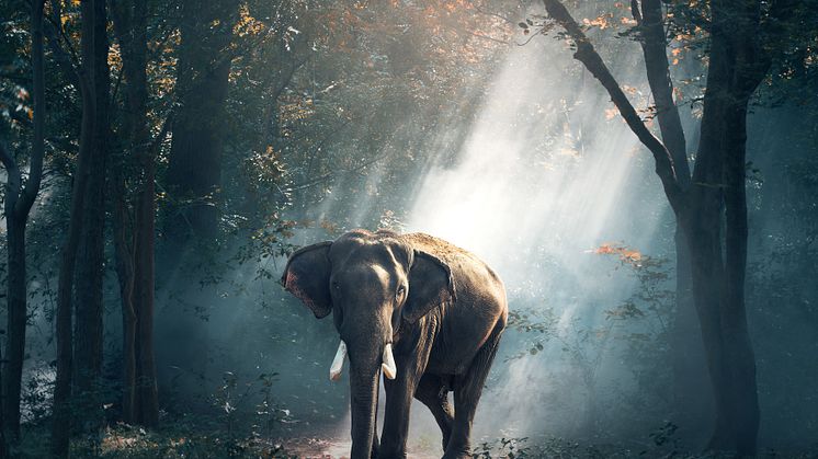 Elefanter er en del af skovens økologi. De spreder frø og søger for den naturlige succession ved at hærge skoven på den gode måde. 