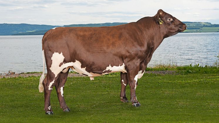 Dalsbygda (11906), a polled son of Enger (11147), has a TMI of 29 Photo: Jan Arve Kristiansen