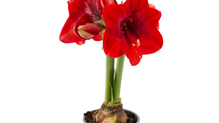 Plantagen_amaryllis_1.jpg