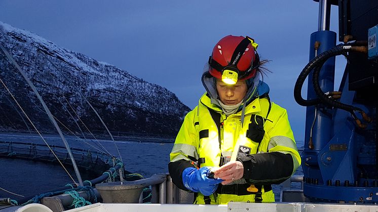 Veterinær Karin-Bloch Hansen (Akvaplan-niva) undersøker postsmolt etter midtvinters utsett (Foto: Akvaplan-niva/Mette Remen).