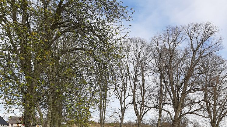 Naturnära Kärråkra ligger i utkanten av Hässleholm, ca 15min promenad från centrum.