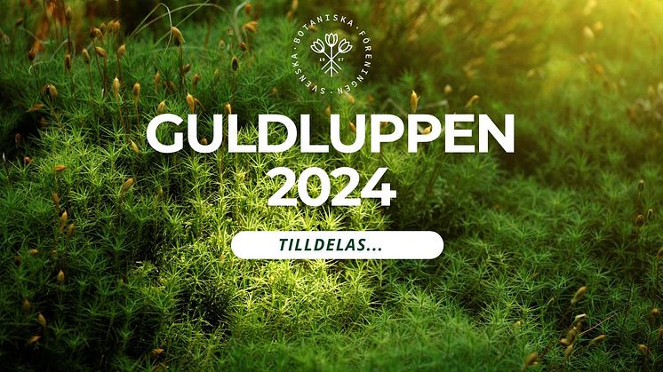 Henrik Weibull har tilldelats Guldluppen 2024