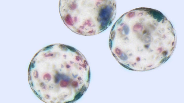 Norsvin med banebrytende forskningsarbeid på embryooverføring hos gris. Bildet viser fargede embryo utviklet fra en eggcelle befruktet in vitro, dvs på laboratoriet. Embryoene består på dette stadiet av mange celler, og kalles en blastocyst.