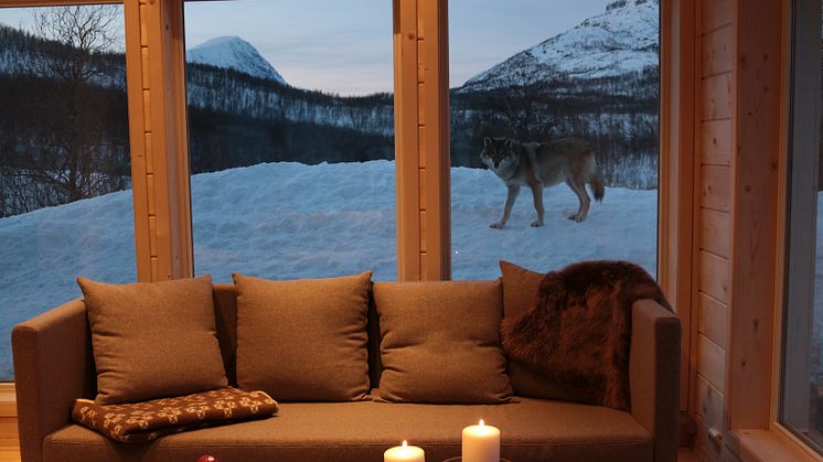 Spend the night with wolves