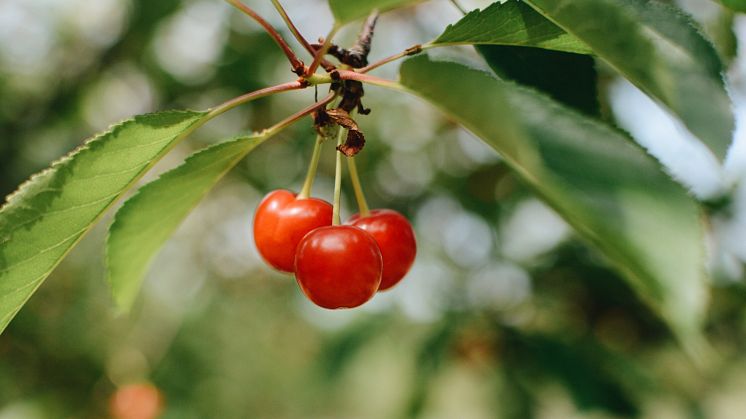 Montmorency cherries