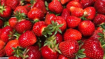 Rumba är en av de tidigaste jordgubbssorterna.