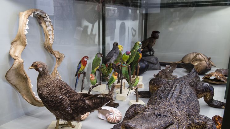 Tingen i samlandets spår - nytt litet museum från förr