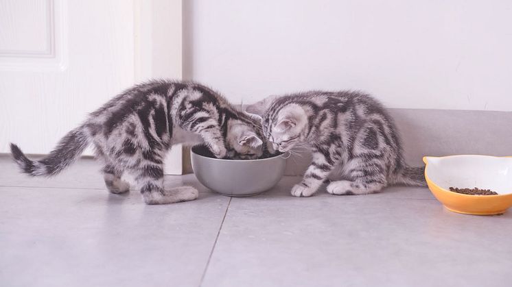 Die Ernährung ist ein wichtiger Baustein, damit sich Kitten optimal entwickeln können. Zudem bewirkt eine gesunde Ernährung gesunde Zähne, gute Abwehrkräfte und trägt zum Wohlbefinden bei. 