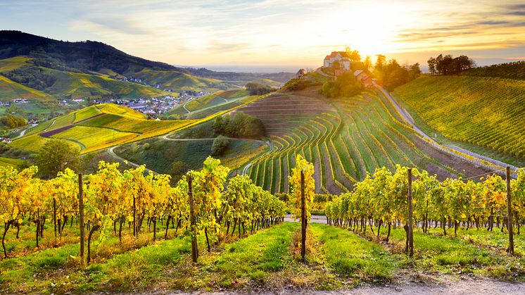 Durbach: Vineyards around Staufenberg Castle © Francesco Carovillano