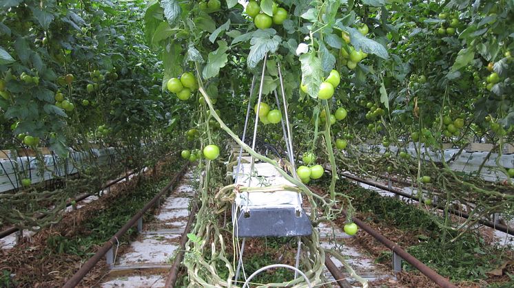 SLU har testat: Kan tomatbladen användas som näringstillförsel?