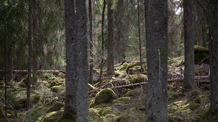 Hur mår den svenska skogen? Digitalt föredrag 4 maj. Foto: Bengt Olofsson