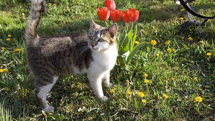 Farliga växter för katten 