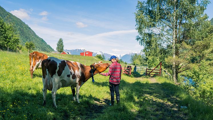 TINE deler ut en milliard kroner til 8000 melkebønder i hele landet