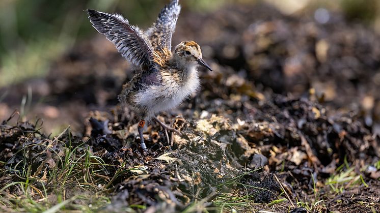 En vecka gammal unge av sydlig kärrsnäppa. Foto: Mattias Ullman