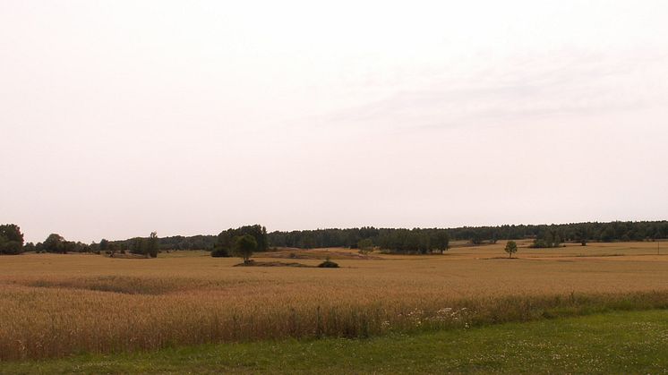 Växter, insekter och fåglar tar fortsatt stryk av pesticider 