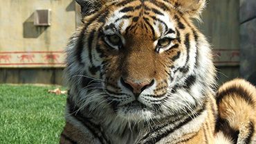 Kolmården skänker 5 % av dagsentrén för att rädda tigern
