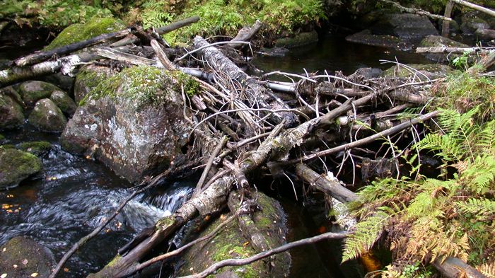 Sveriges 4000:e naturreservat finns i Värmland 