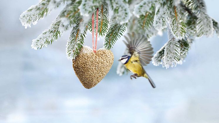 Blaumeise beim Anflug an die winterliche Futterstelle