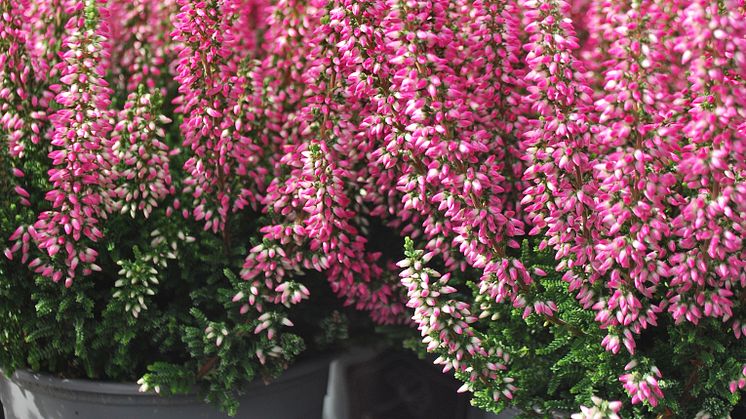 Calluna-Ljung-Krukor-FotoSolgården.jpg