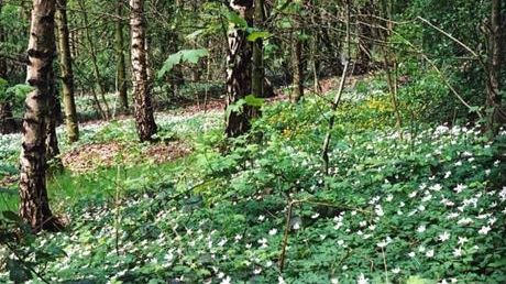 Improving our woodlands for future generations