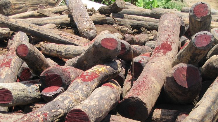 I nogle lande er helt op til 90% af det eksporterede træ hugget ulovligt. Her er det illegal palisander fra Madagascar. Foto: Wikimedia commons
