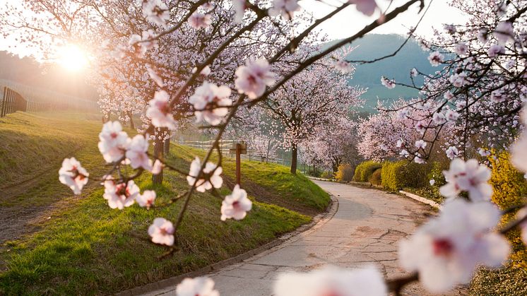 Kirsebærtræer i Tyskland © Rheinland-Pfalz Tourismus Author/Dominik Ketz