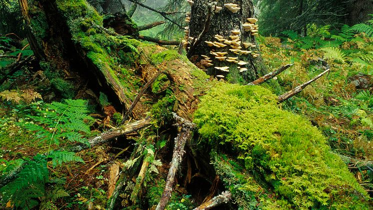 Verdens skogdag setter søkelys på behov for både skogvern og bærekraftig skogforvaltning. Foto: Bård Løken/Anno Norsk skogmuseum