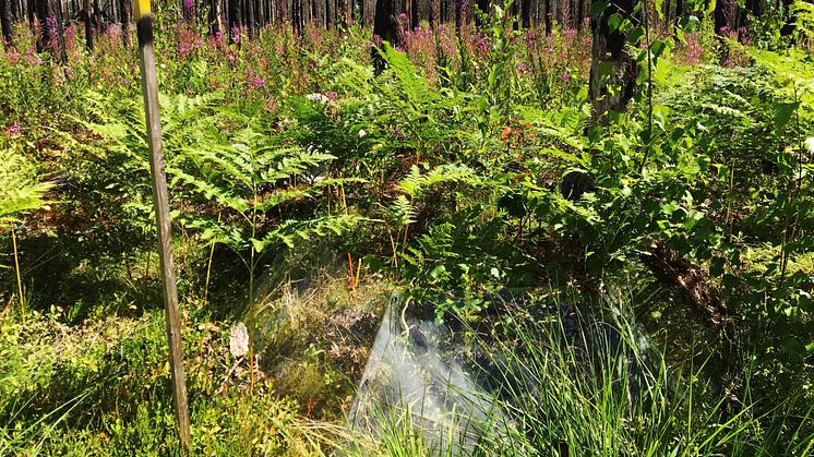 Markvegetationen återhämtar sig relativt snabbt efter branden. Knappt fyra år senare - juli 2018 - har växter som mjölkört, örnbräken, piprör och vårtbjörk koloniserat den brända marken . (Foto: Joachim Strengbom/SLU)