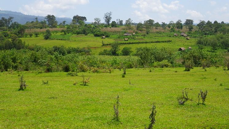 Traditionellt jordbrukslandskap i sydvästra Etiopien med betesmark, små odlingsfält, hemträdgårdar och skog.