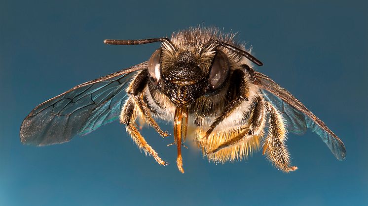 Död ved och blommande vägkanter viktiga för bin och steklar i ungskog