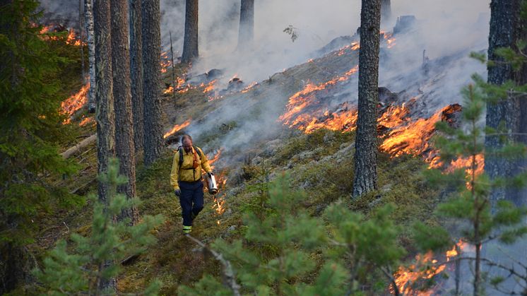 Idag har unik film om eldens betydelse för naturen världspremiär på naturum Dalarna 