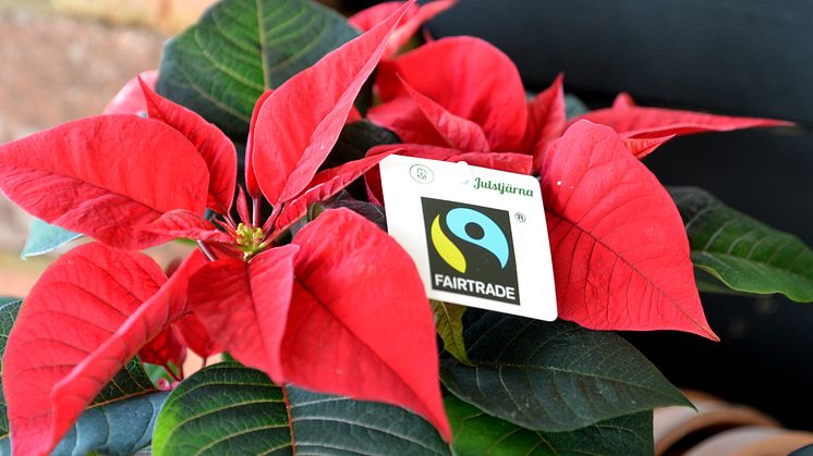 Första Fairtrade-märkta Julstjärnan i Sverige