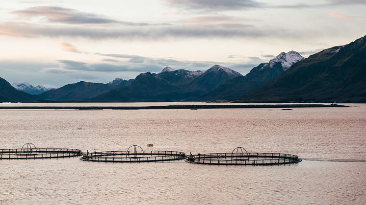 Zooca® Hydrolysate støtter bærekraftig vekst og effektiv fôring av fisk