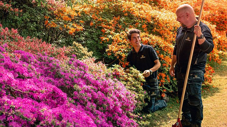 rhododendron i blom