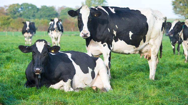 ​Arla Foods UK comments on EFRA Committee farmgate prices report