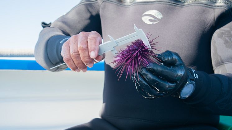 RS16074_Sea Urchin monitoring