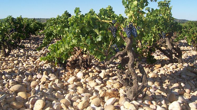 photo.terroir.champauvins