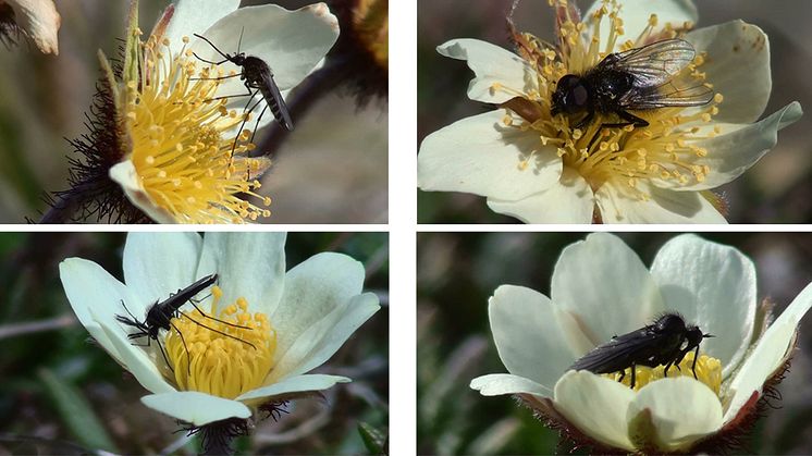 Precis som i andra regioner är de flesta arktiska växter insektspollinerade. Fjällsippan är mycket mer populär än andra växtarter. Därför lockar den till sig pollinatörer på andra växters bekostnad. Foto: Claus Rasmussen