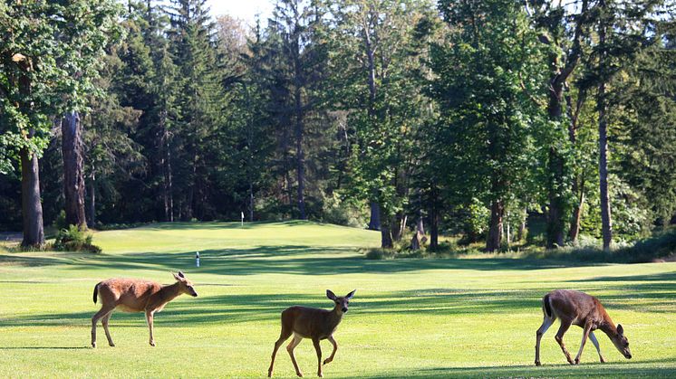 Credit: ImagineGolf - Getty Images