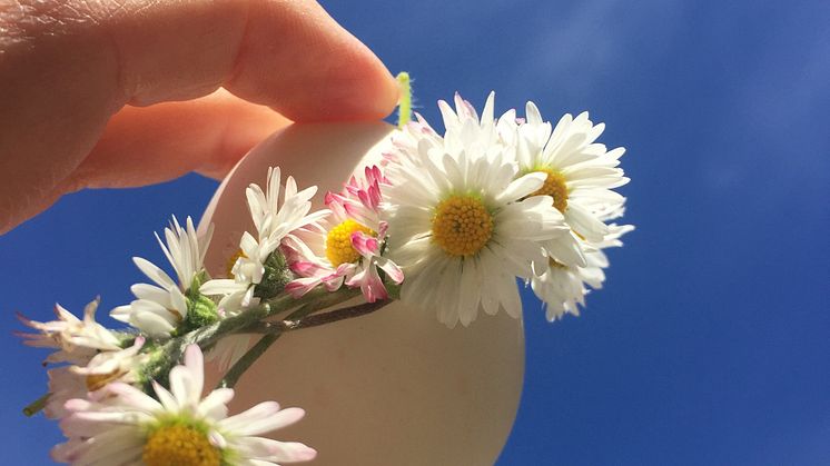 Finns Årets Äggrätt på midsommarbuffén?