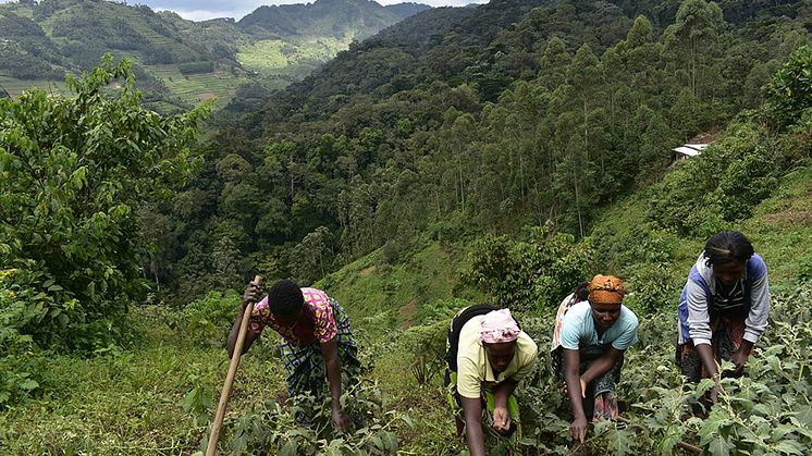 Tropiska skogsallmänningar finns ofta fläckvis i fragmenterade människodominerade landskap. Människor som bor i närheten är ofta beroende av dem för en mängd nyttor, bland annat ved, timmer, foder och medicinalväxter. Foto: Shutterstock
