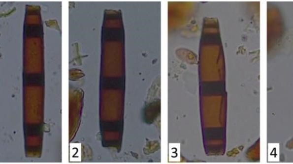 Samples of fossilised fungi, similar to those which will be examined during the three-year research project.