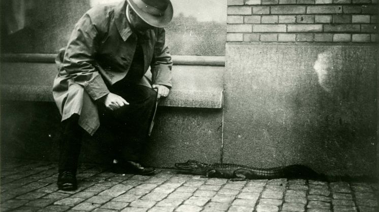 Akvariechef Hjalmar Östergren och alligatorn Smilet. Fotograf okänd, 1924. Sjöfartsmuseet Akvariet. Public Domain.jpg