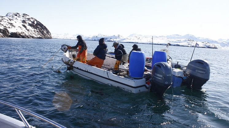 RS17827_Fishers retrieving catch from lumpfish gillnets