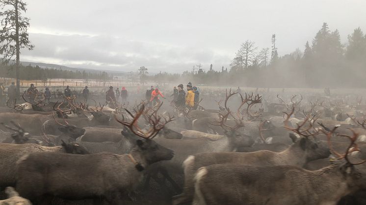 Renskötsel kan vara en naturlig språkmiljö där mellangenerationens roll är viktig.