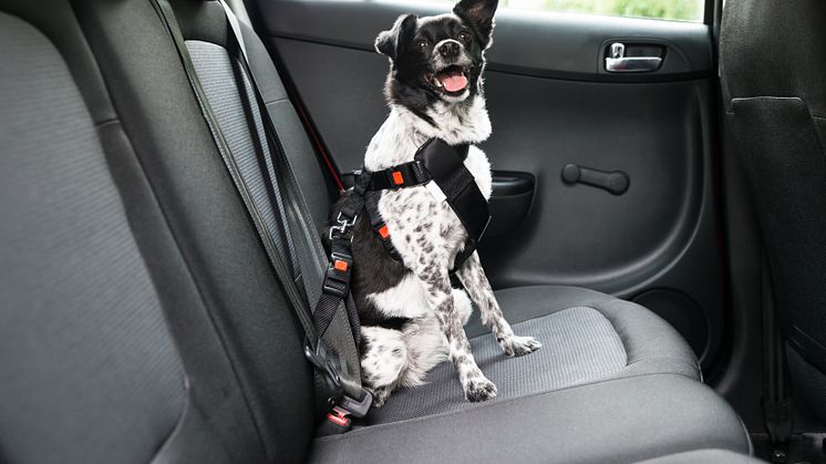 Et eksempel på hvordan du kan sikre hunden din i bil