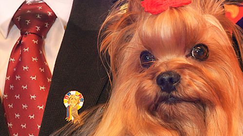 Yorkshireterrier blev Best in Show