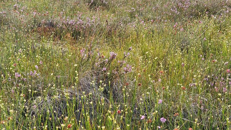 Kroppefjälls norra våtmarker. Nytt naturreservat i södra Dalsland. Foto: Länsstyrelsen i Västra Götaland