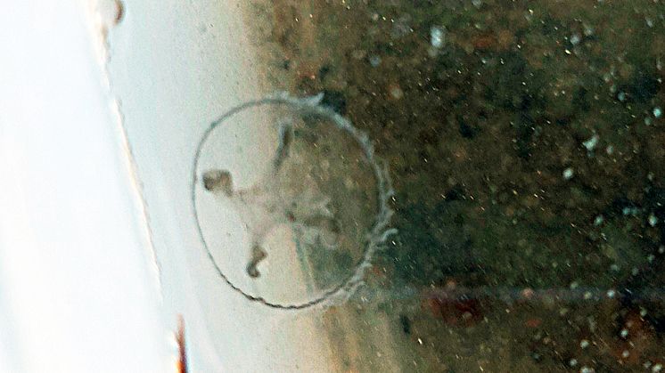 En av de kinesiska sötvattensmaneterna som badgästerna hittade i Vällsjön. Arten blir inte större än 2,5 centimeter. Foto: Ida Olinder.